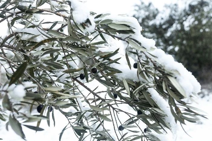 Verschneite Olivenzweige mit Oliven